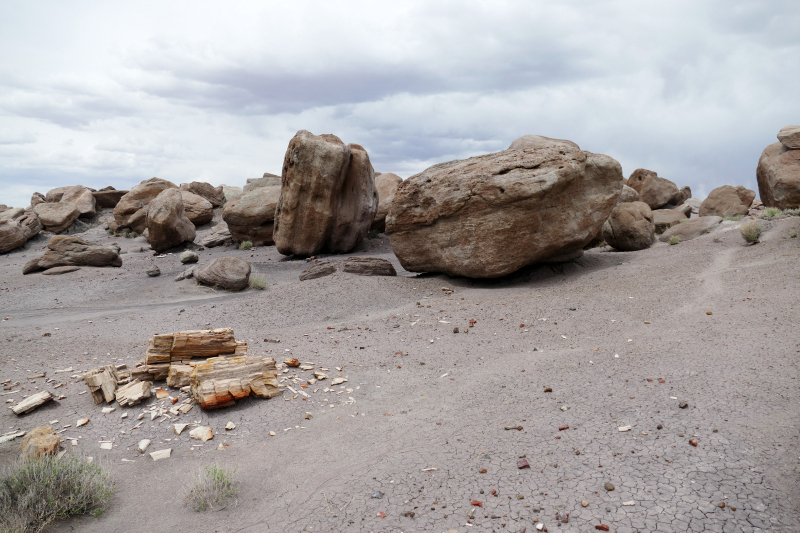 First Forest [Petrified Forest National Park]