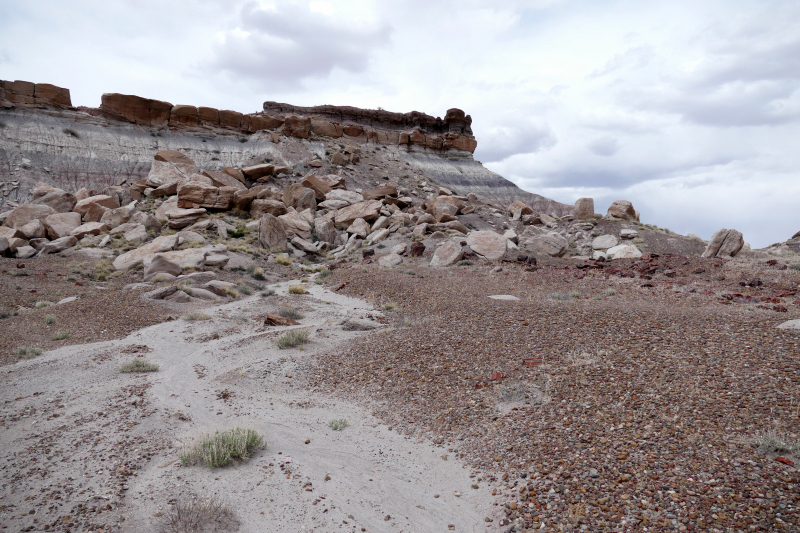 First Forest [Petrified Forest National Park]