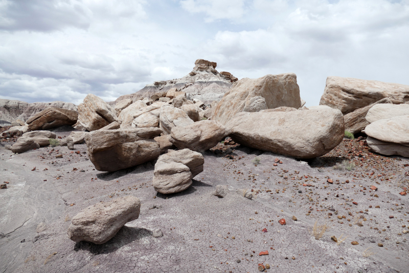 First Forest [Petrified Forest National Park]