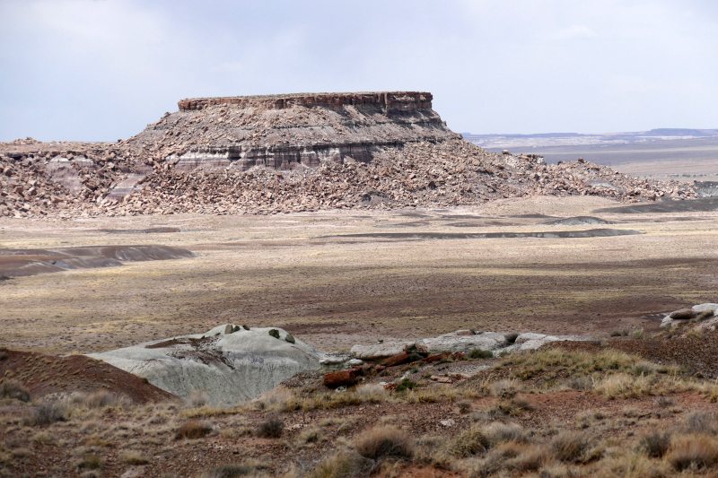First Forest [Petrified Forest National Park]
