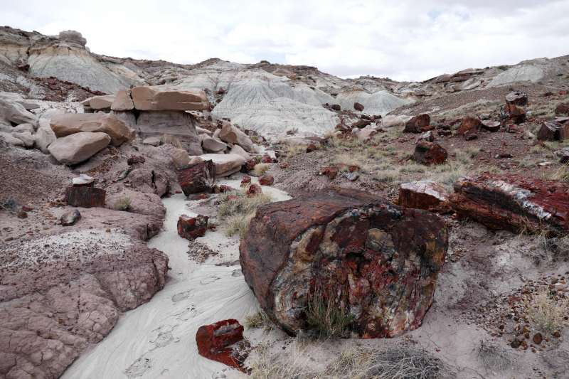 First Forest [Petrified Forest National Park]