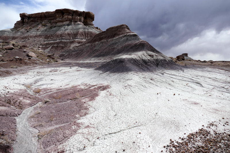 First Forest [Petrified Forest National Park]