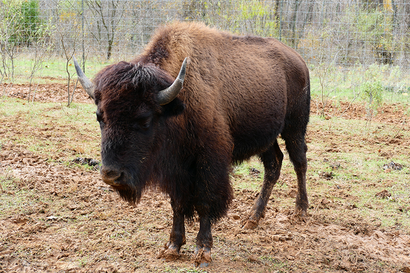 Fort Worth Nature Center and Refuge