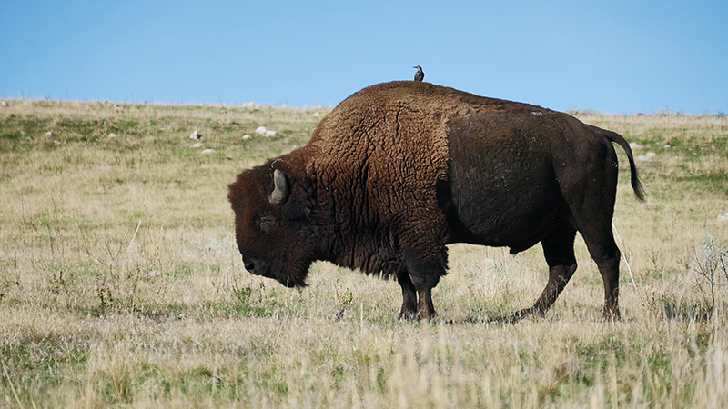 Frary Peak - Antelope Island State Park