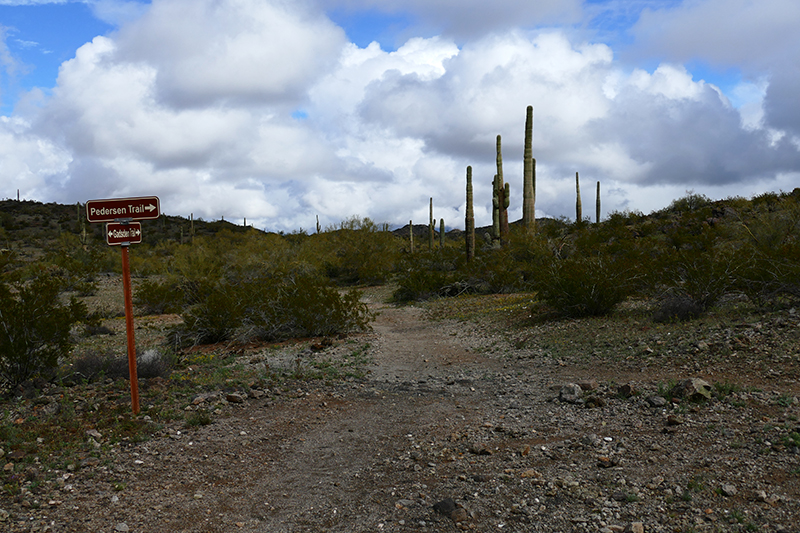 Estrella Mountains Regional Park [Avondale]