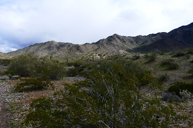 Estrella Mountains Regional Park [Avondale]