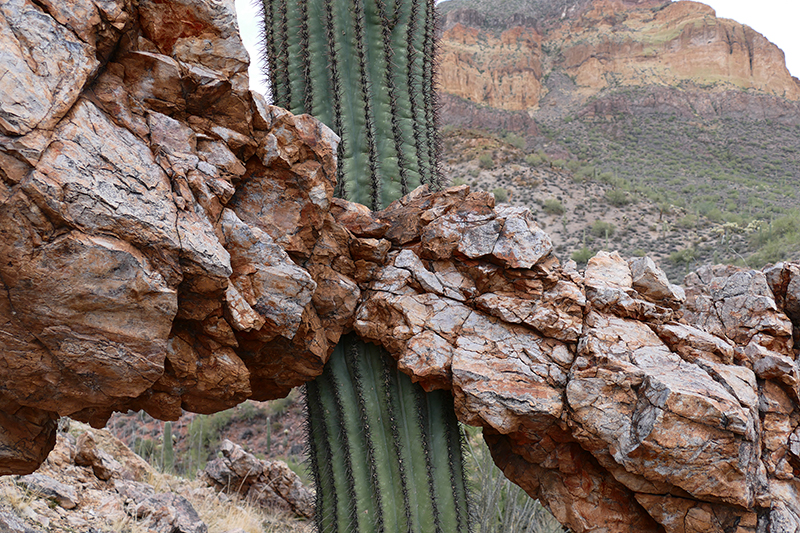 Bulldog Canyon [Goldfield Mountains]