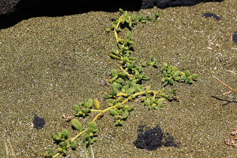 Green Sands Beach Mahana Bay Big Island Hawaii