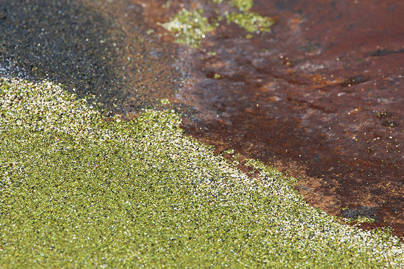 Green Sands Beach Mahana Bay Big Island Hawaii