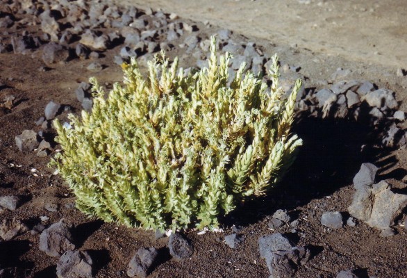 Haleakala National Park