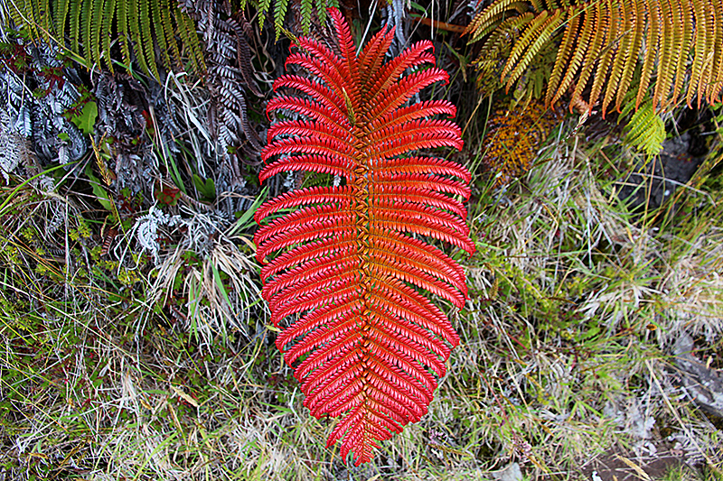 Haleakala National Park [Maui - Hawaii]