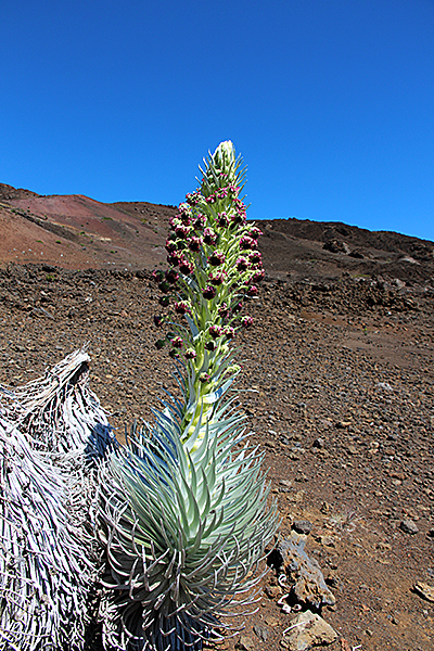 Haleakala National Park [Maui - Hawaii]