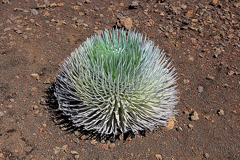 Haleakala National Park [Maui - Hawaii]