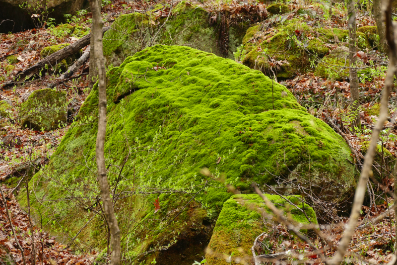 Hemlock Cliffs [Hoosier National Forest]