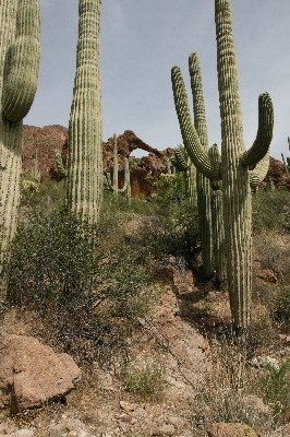 Hewitt Canyon Arch