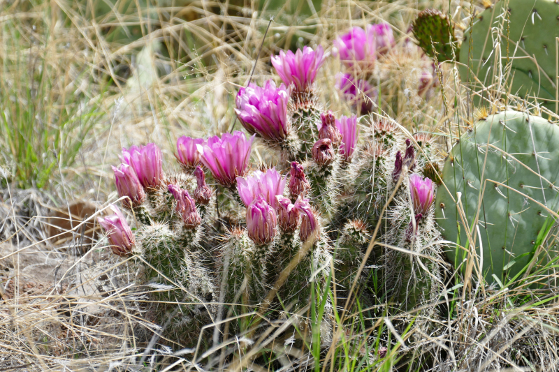 Historic Bell Trail [Coconino National Forest]
