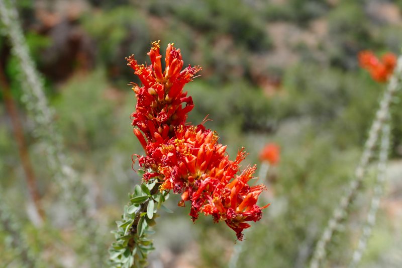 Historic Bell Trail [Coconino National Forest]