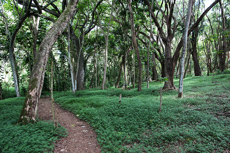 Ho'opi'i Falls