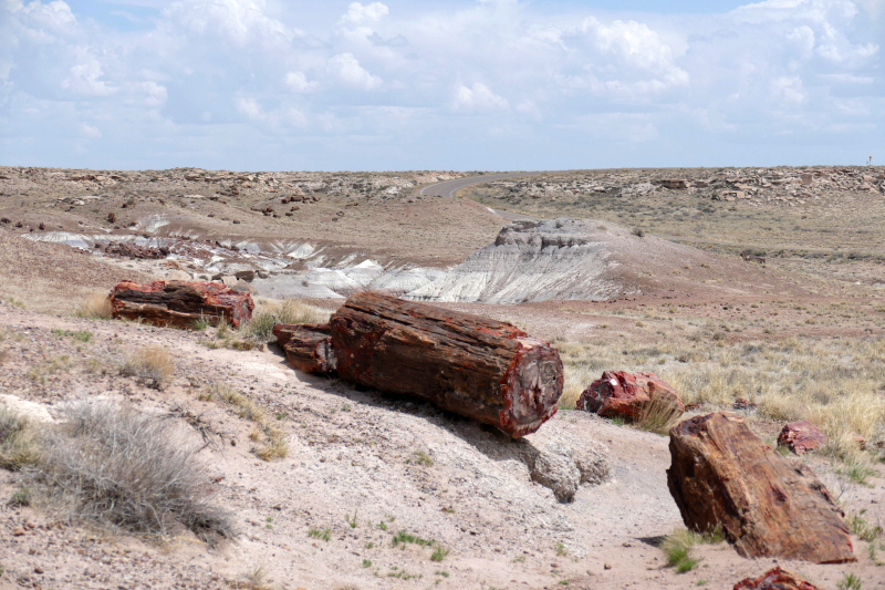 Jasper Forest [Petrified Forest National Park]