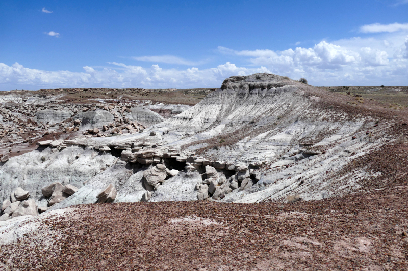 Jasper Forest [Petrified Forest National Park]