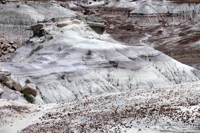 Jasper Forest [Petrified Forest National Park]