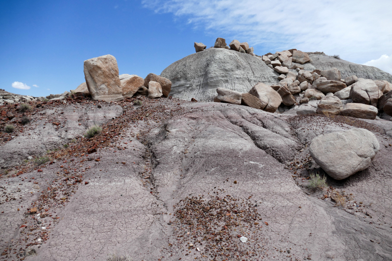 Jasper Forest [Petrified Forest National Park]