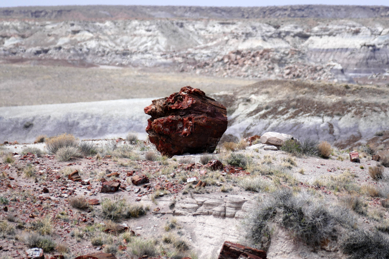 Jasper Forest [Petrified Forest National Park]