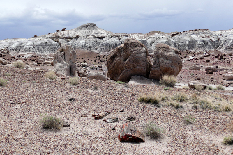 Jasper Forest [Petrified Forest National Park]