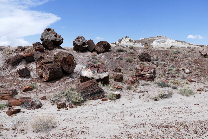 Jasper Forest [Petrified Forest National Park]