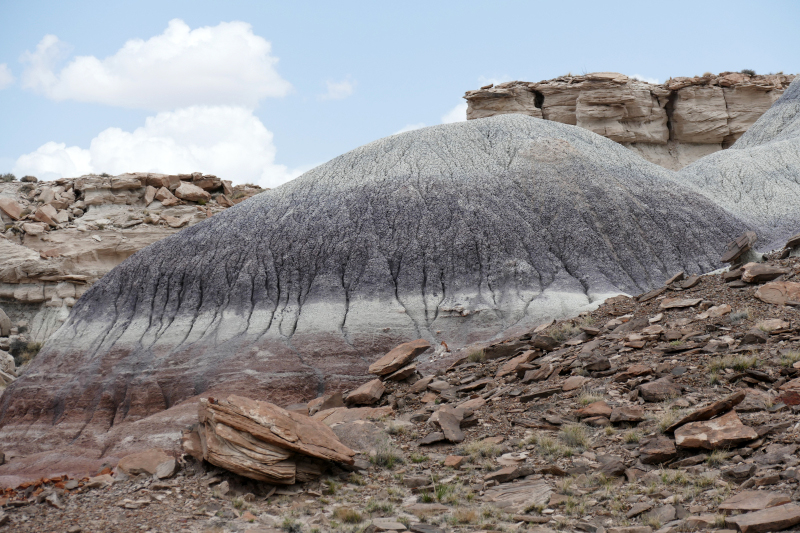 Jasper Forest [Petrified Forest National Park]