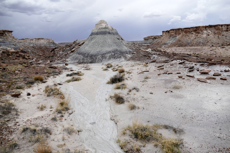 Jasper Forest [Petrified Forest National Park]