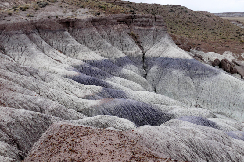 Jasper Forest [Petrified Forest National Park]