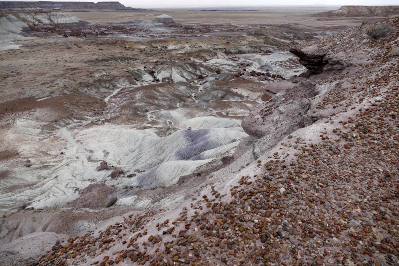Jasper Forest [Petrified Forest National Park]