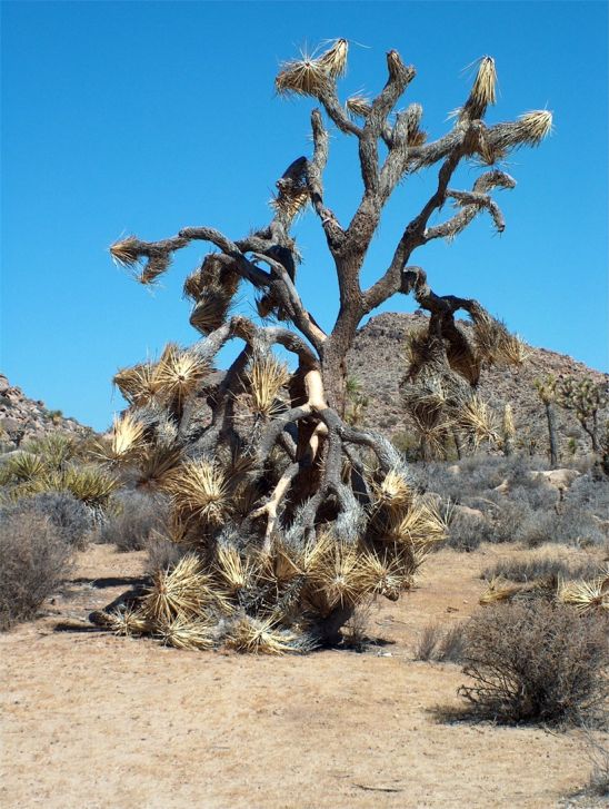 Joshua Tree National Park