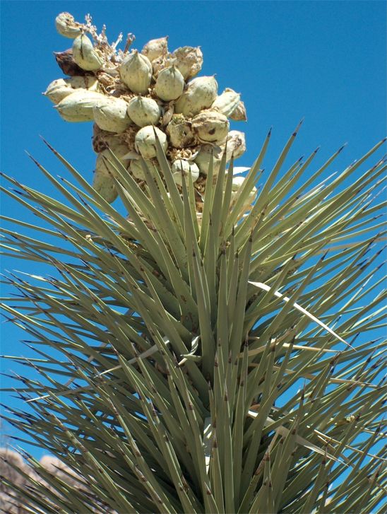 Joshua Tree National Park