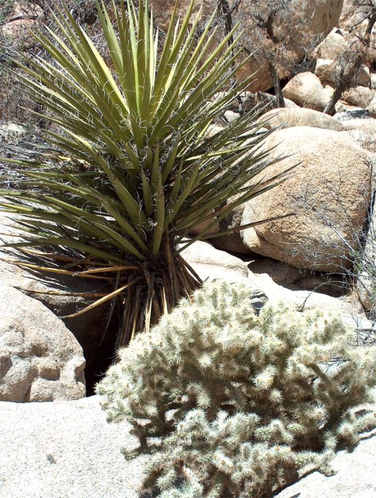 Joshua Tree National Park