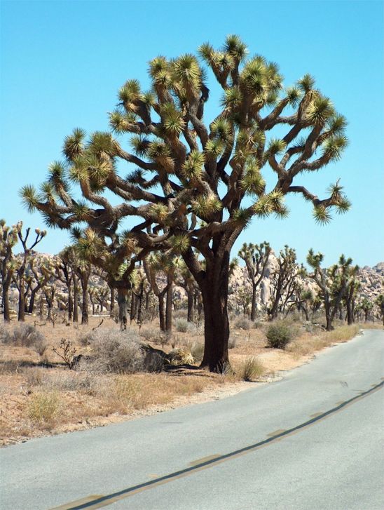 Joshua Tree National Park