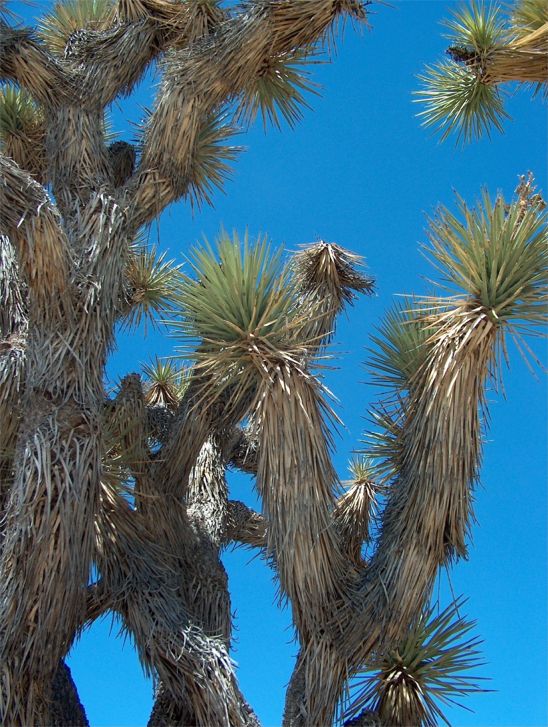 Joshua Tree National Park