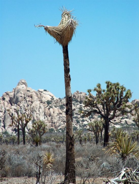 Joshua Tree National Park