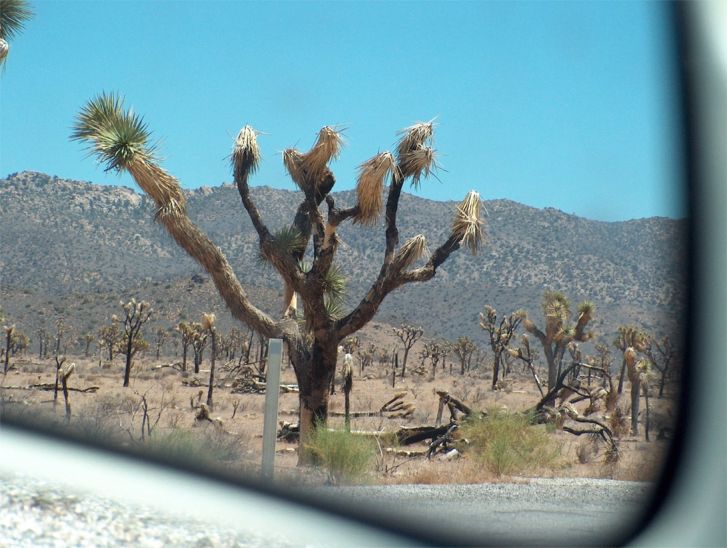 Joshua Tree National Park