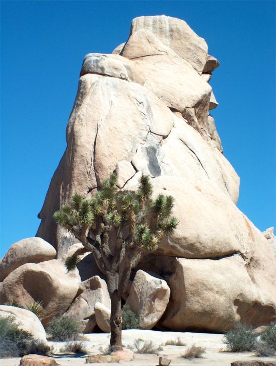 Joshua Tree National Park