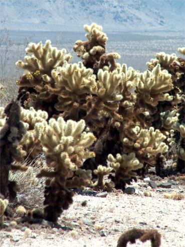 Joshua Tree National Park