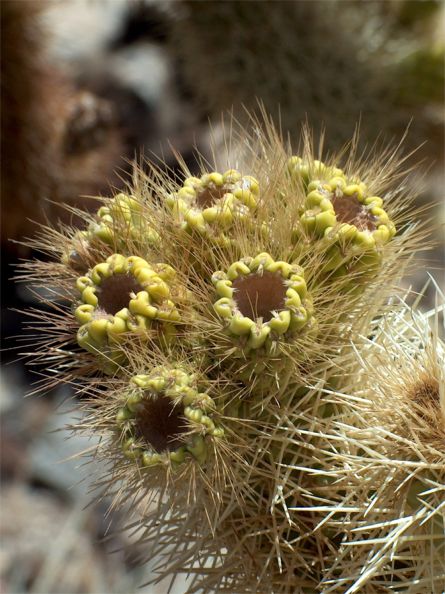 Joshua Tree National Park