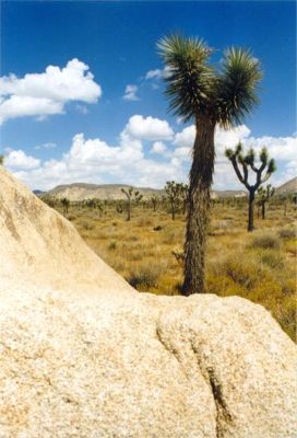 Joshua Tree National Park