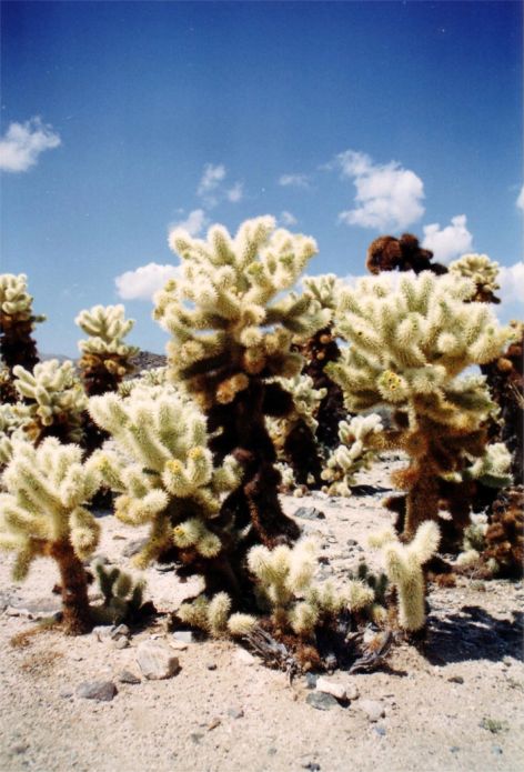 Joshua Tree National Park