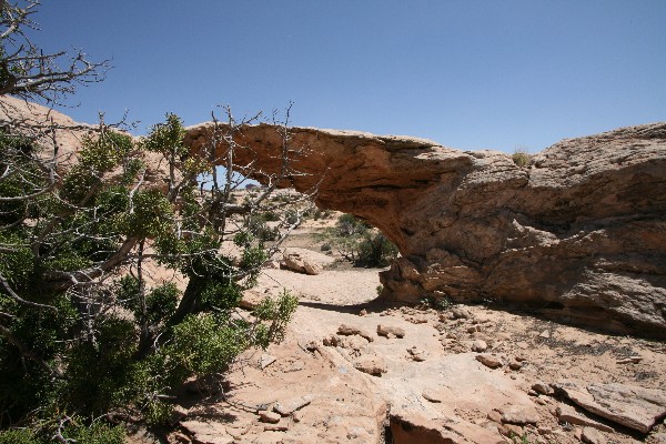 Juniper Arch