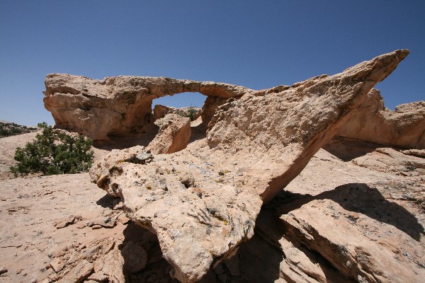 Juniper Arch