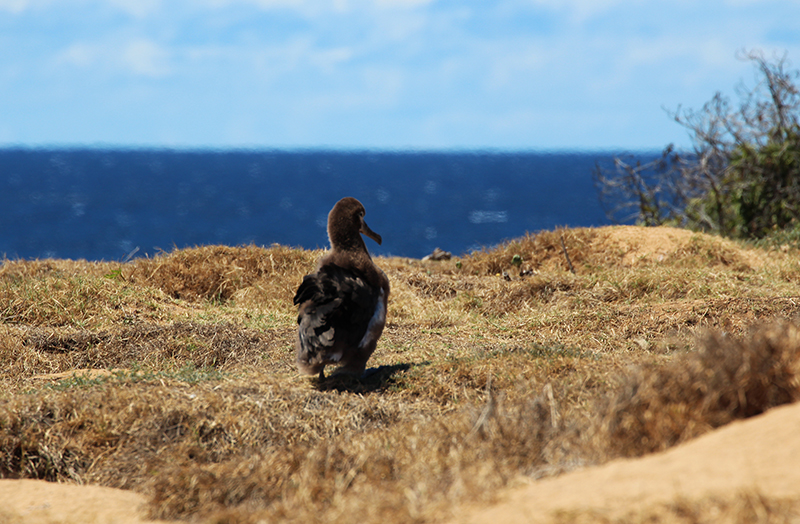 Kaena Point State Park Oahu Hawaii