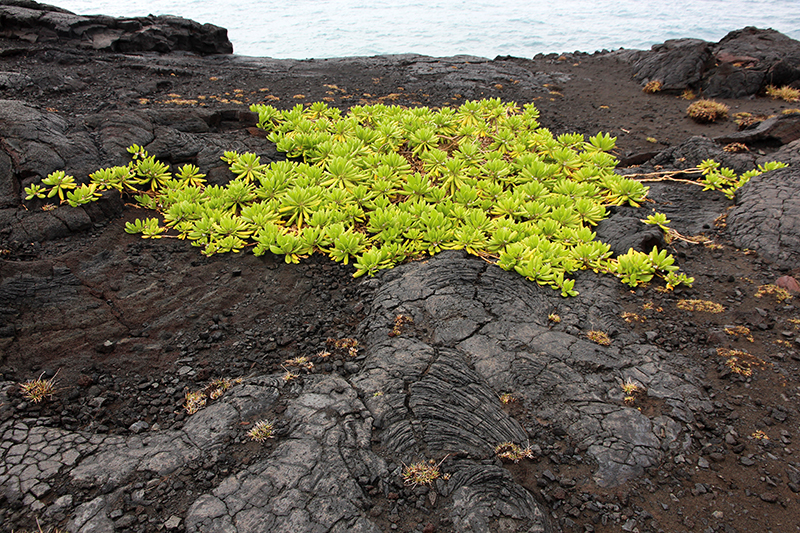 Kamoamoa Lava Flow [Big Island - Hawaii]