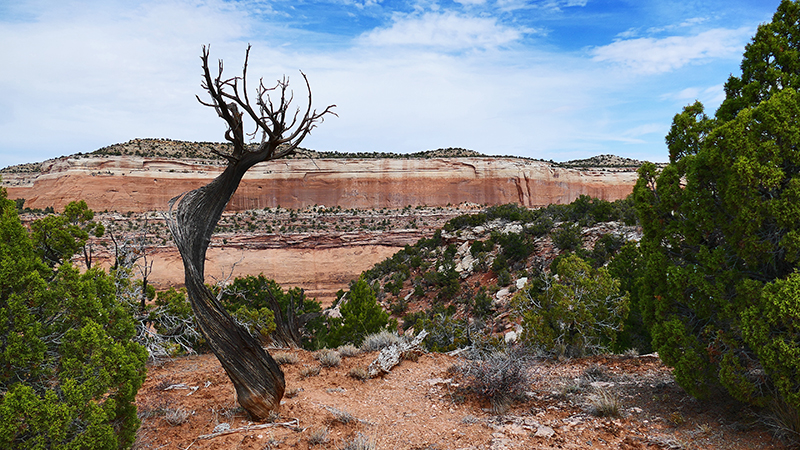 Upper Knowles Canyon [McInnis Canyons National Conservation Area]